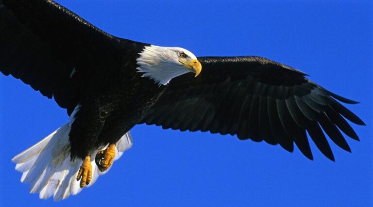 eagle-free-wings